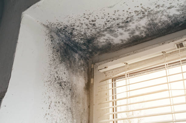 Mold Remediation service in DuPont, DuPont, WA